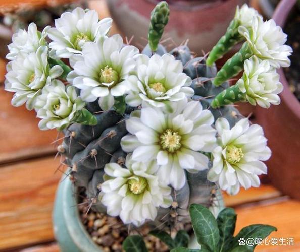 新买的绯花玉怎么养，刚买回来的绯花玉要怎么处理-第4张图片-优品飞百科