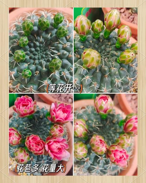 新买的绯花玉怎么养，刚买回来的绯花玉要怎么处理-第5张图片-优品飞百科