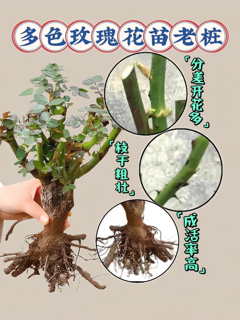 玫瑰老桩如何种植，玫瑰老桩种植方法和注意事项？-第3张图片-优品飞百科