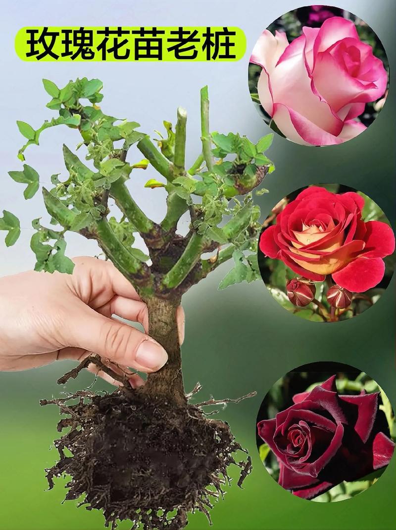 玫瑰老桩如何种植，玫瑰老桩种植方法和注意事项？-第4张图片-优品飞百科