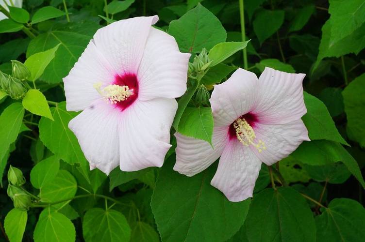 芙蓉葵播种有妙招？芙蓉葵播种有妙招吗？