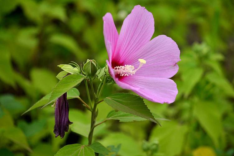 芙蓉葵播种有妙招？芙蓉葵播种有妙招吗？-第2张图片-优品飞百科