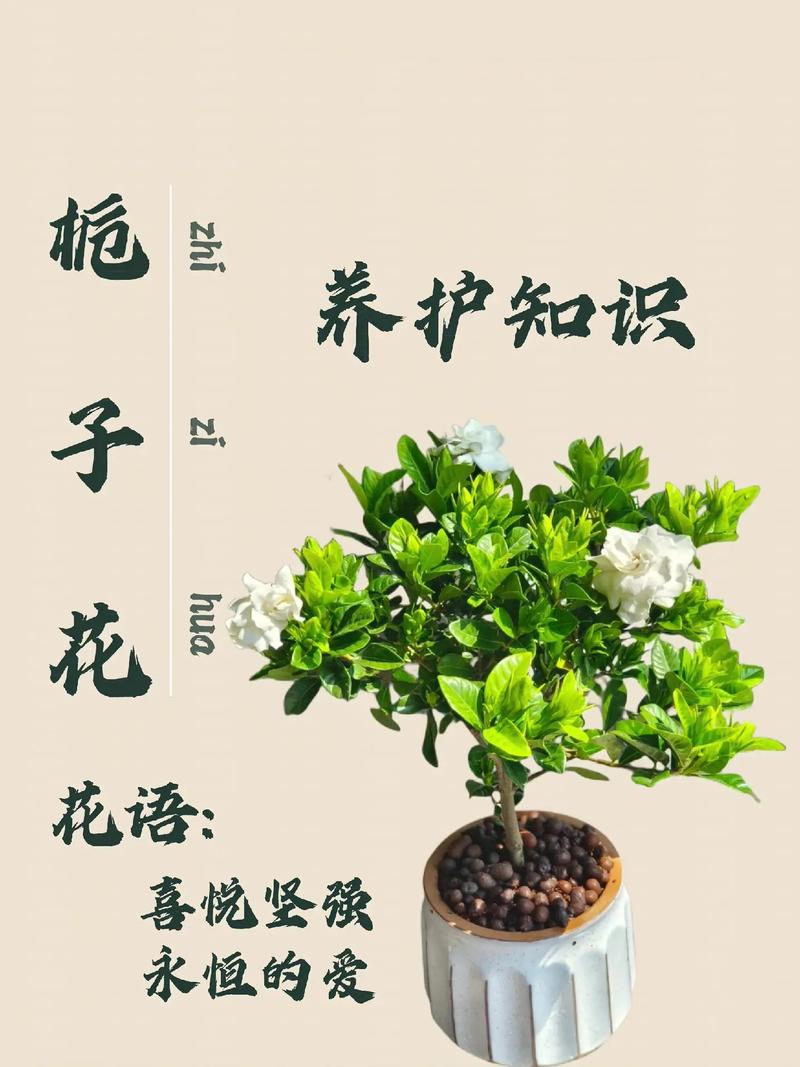 怎样养好栀子花？怎样养栀子花才长得好视频？