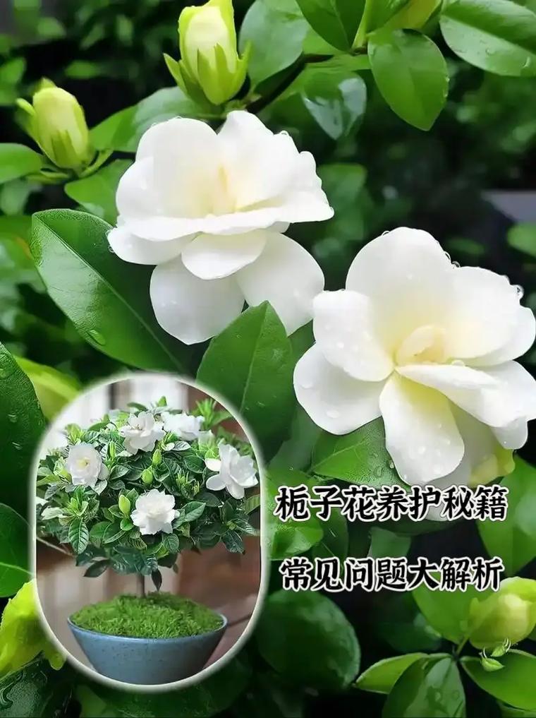 怎样养好栀子花？怎样养栀子花才长得好视频？-第3张图片-优品飞百科