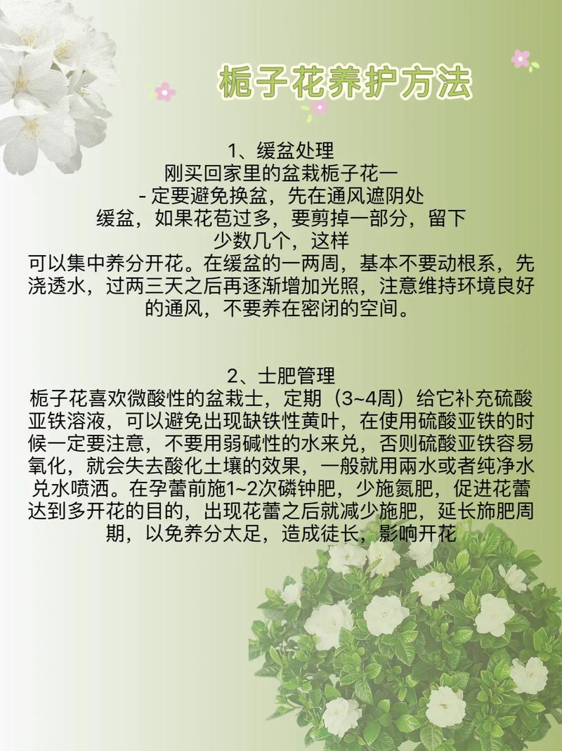 怎样养好栀子花？怎样养栀子花才长得好视频？-第4张图片-优品飞百科