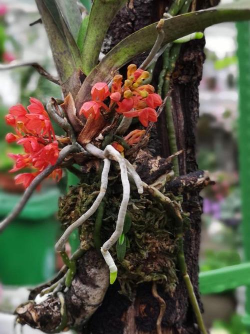 鸟舌兰怎么浇水，鸟舌兰兰花种植？-第2张图片-优品飞百科