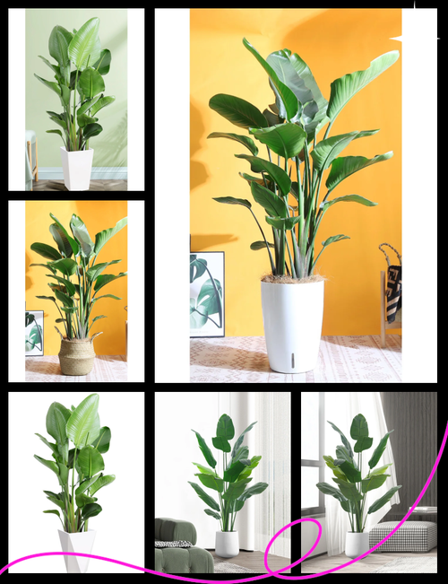 鸟舌兰怎么浇水，鸟舌兰兰花种植？-第3张图片-优品飞百科