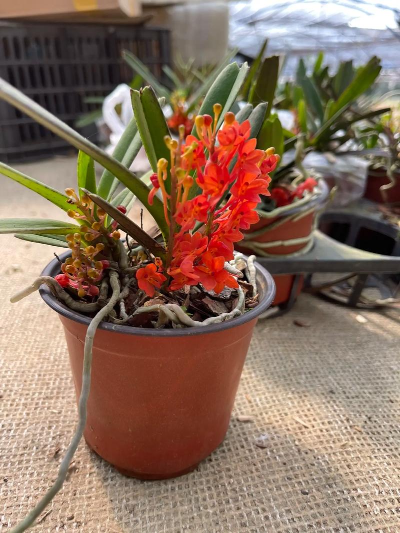 鸟舌兰怎么浇水，鸟舌兰兰花种植？-第4张图片-优品飞百科