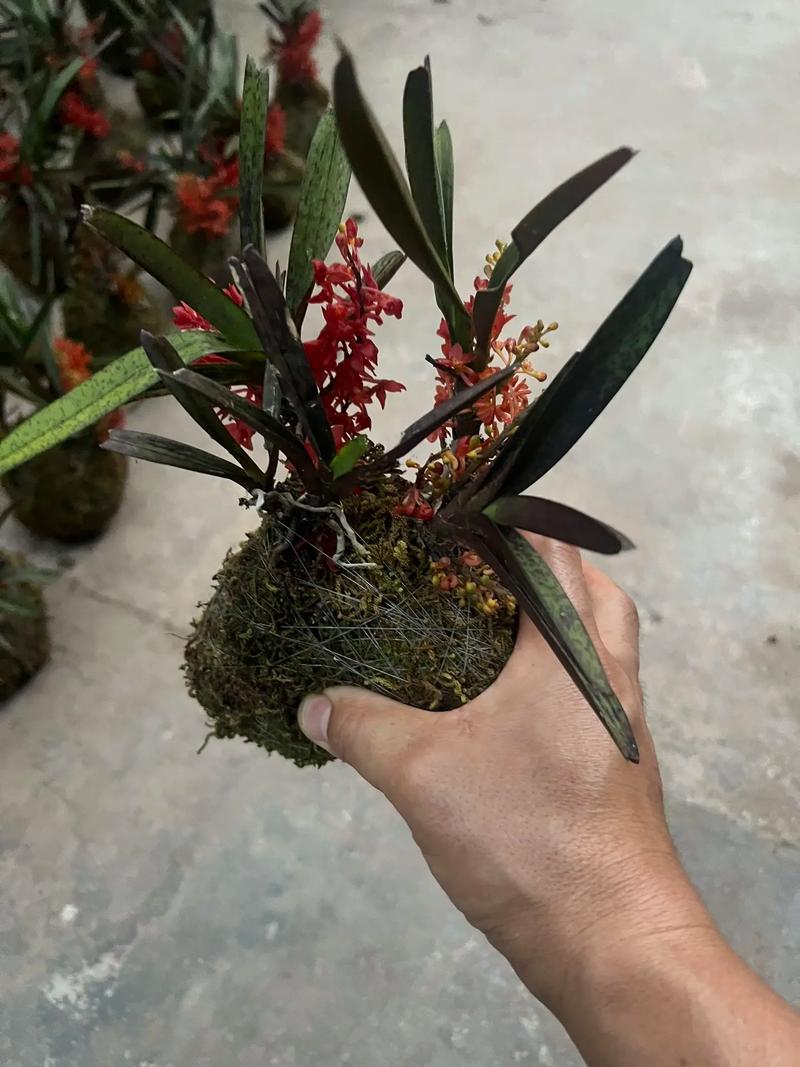 鸟舌兰怎么浇水，鸟舌兰兰花种植？-第5张图片-优品飞百科