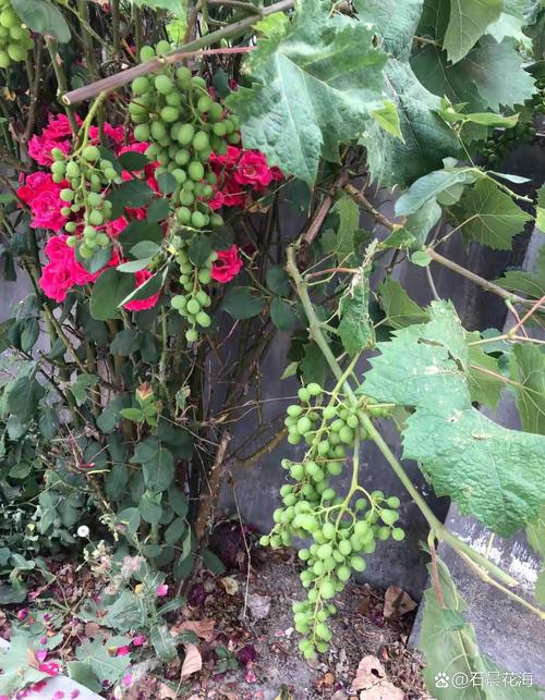 葡萄开花怎么防止被鸟吃，葡萄开花了,需要怎么样保护它