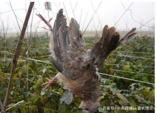 葡萄开花怎么防止被鸟吃，葡萄开花了,需要怎么样保护它-第2张图片-优品飞百科