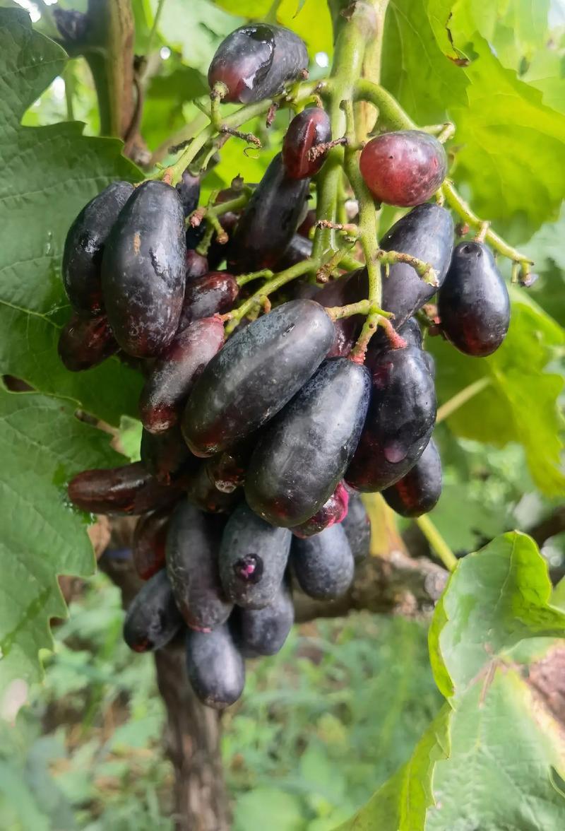 葡萄开花怎么防止被鸟吃，葡萄开花了,需要怎么样保护它-第4张图片-优品飞百科