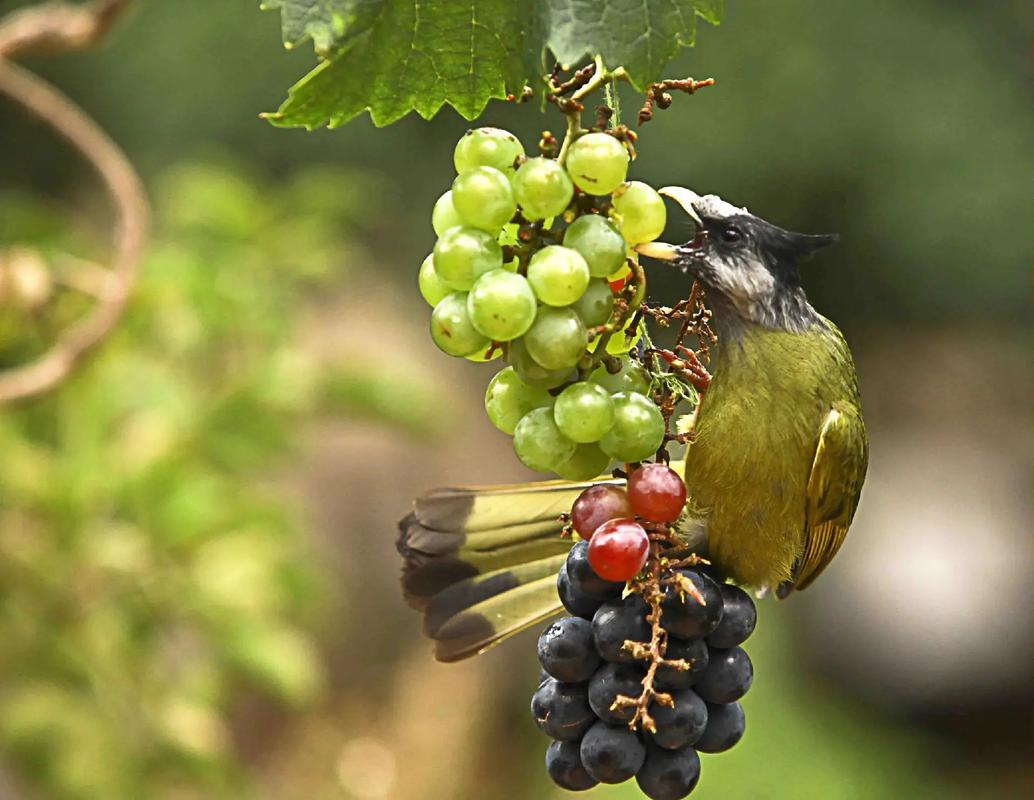 葡萄开花怎么防止被鸟吃，葡萄开花了,需要怎么样保护它-第5张图片-优品飞百科