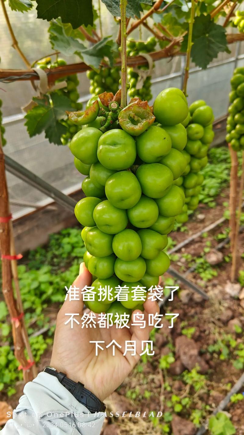 葡萄开花怎么防止被鸟吃，葡萄开花了,需要怎么样保护它-第7张图片-优品飞百科