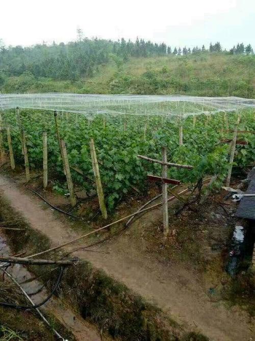 葡萄开花怎么防止被鸟吃，葡萄开花了,需要怎么样保护它-第8张图片-优品飞百科