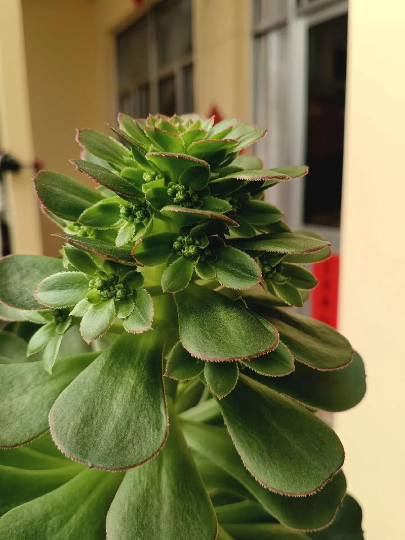 莲花掌怎么养？莲花掌怎么养殖方法？-第2张图片-优品飞百科