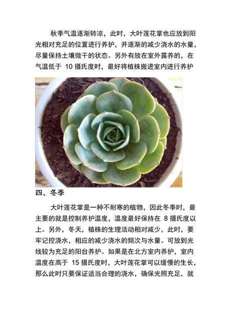 莲花掌怎么养？莲花掌怎么养殖方法？-第3张图片-优品飞百科