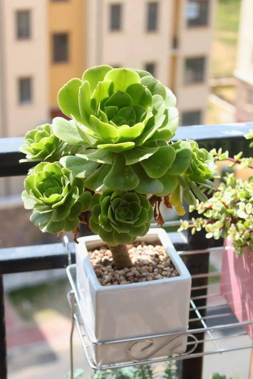 莲花掌怎么养？莲花掌怎么养殖方法？-第4张图片-优品飞百科