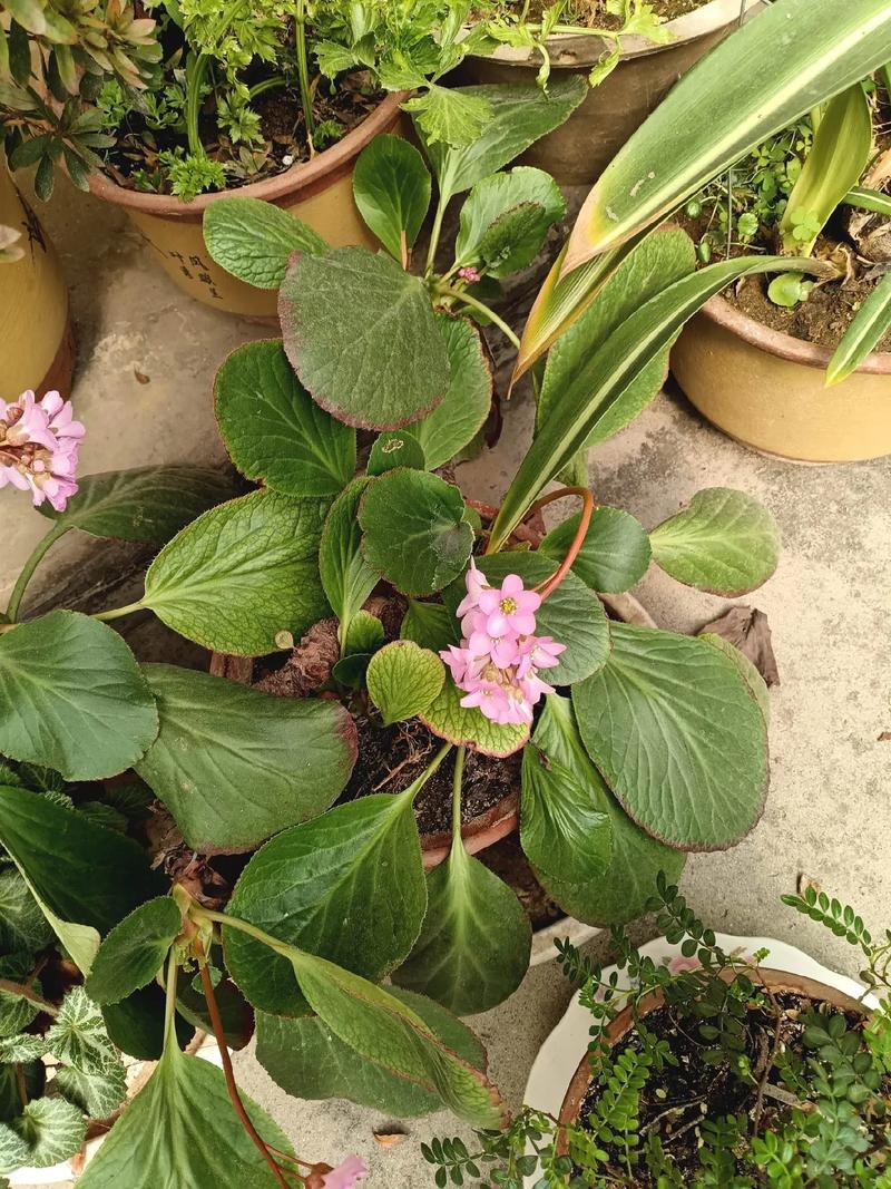 莲花掌怎么养？莲花掌怎么养殖方法？-第5张图片-优品飞百科