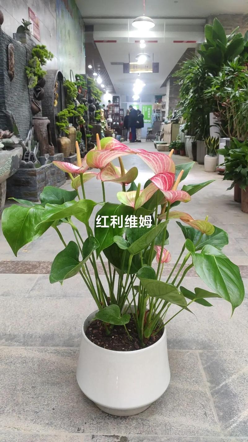 莲花掌怎么养？莲花掌怎么养殖方法？-第6张图片-优品飞百科