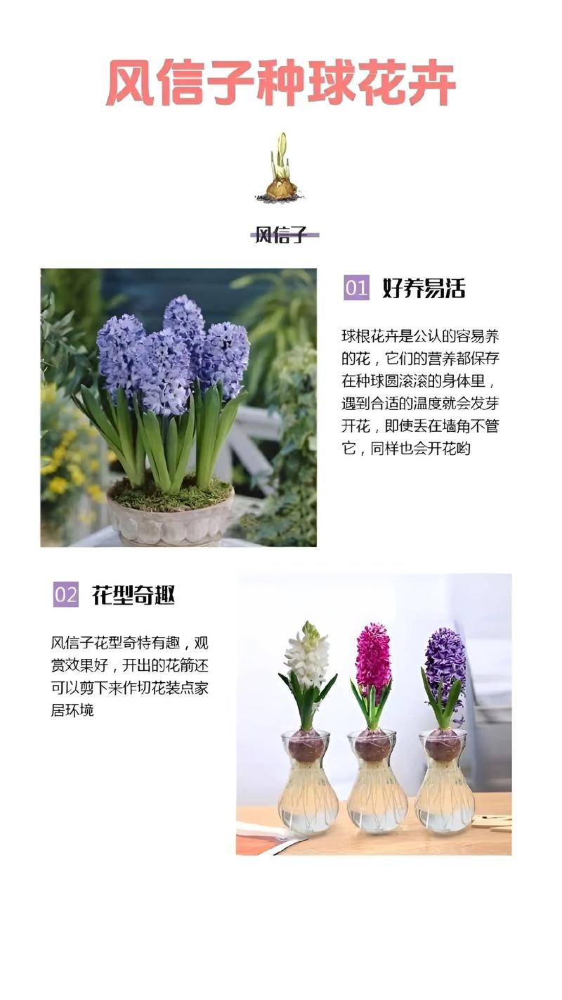 风信子的养殖方法与注意事项，葡萄风信子的养殖方法与注意事项？