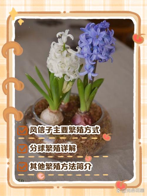 风信子的养殖方法与注意事项，葡萄风信子的养殖方法与注意事项？-第3张图片-优品飞百科