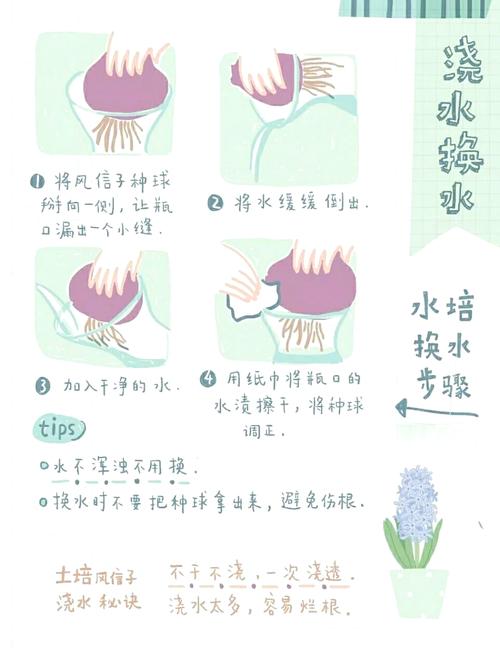 风信子的养殖方法与注意事项，葡萄风信子的养殖方法与注意事项？-第4张图片-优品飞百科