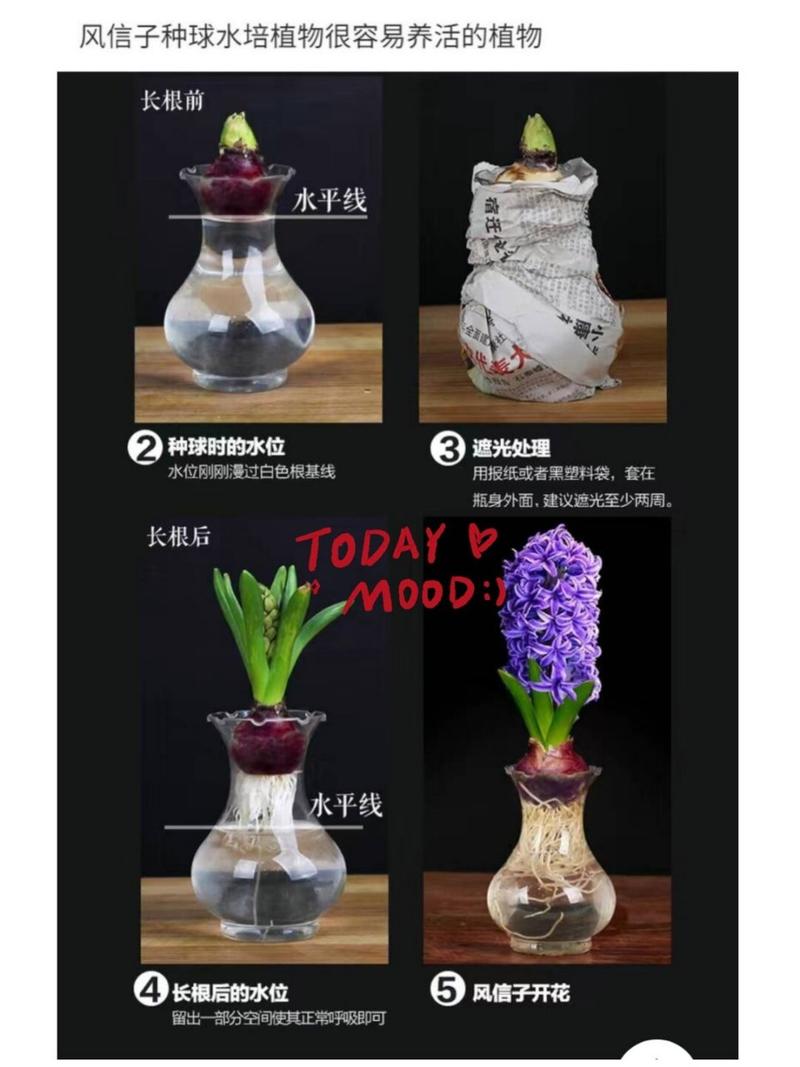 风信子的养殖方法与注意事项，葡萄风信子的养殖方法与注意事项？-第5张图片-优品飞百科