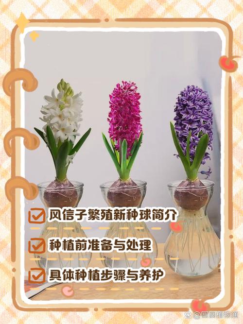 风信子的养殖方法与注意事项，葡萄风信子的养殖方法与注意事项？-第6张图片-优品飞百科