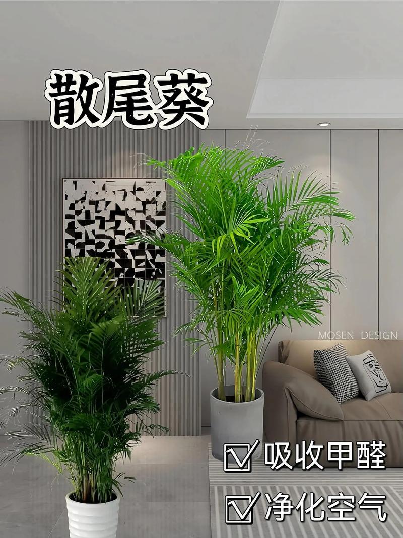 散尾葵用什么肥料，散尾葵用什么肥料比较好-第2张图片-优品飞百科