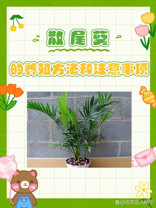 散尾葵用什么肥料，散尾葵用什么肥料比较好-第3张图片-优品飞百科