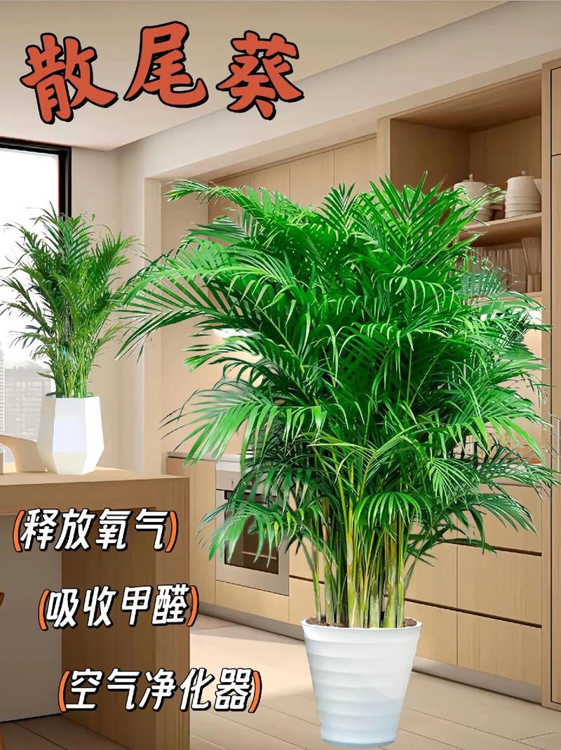 散尾葵用什么肥料，散尾葵用什么肥料比较好-第5张图片-优品飞百科