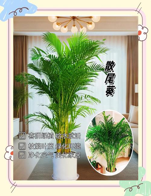 散尾葵用什么肥料，散尾葵用什么肥料比较好-第8张图片-优品飞百科