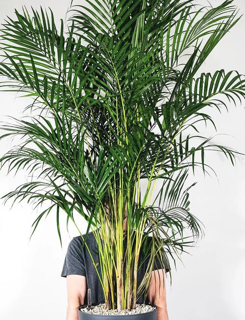 散尾葵用什么肥料，散尾葵用什么肥料比较好-第7张图片-优品飞百科