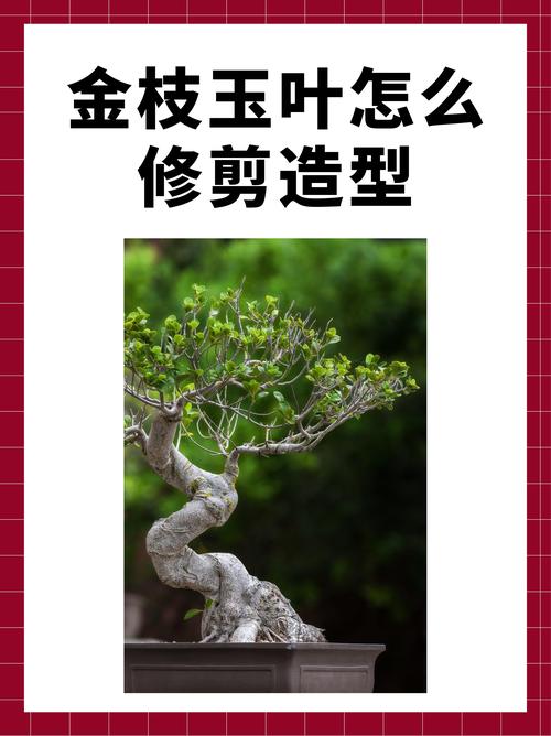 金枝玉叶怎么修剪造型，金枝玉叶100种造型视频