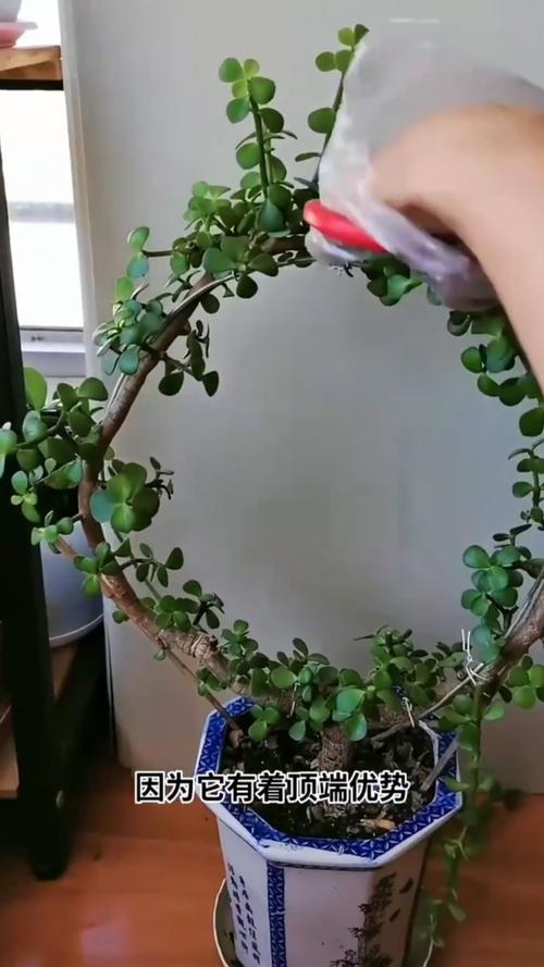 金枝玉叶怎么修剪造型，金枝玉叶100种造型视频-第2张图片-优品飞百科