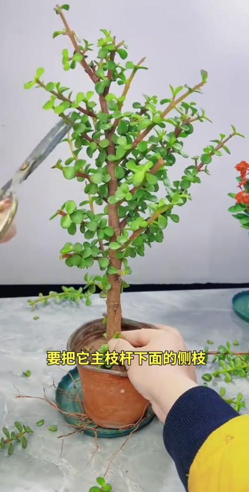 金枝玉叶怎么修剪造型，金枝玉叶100种造型视频-第3张图片-优品飞百科