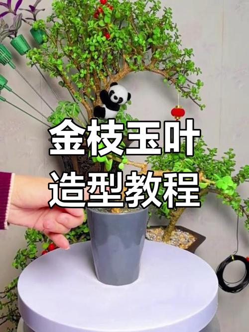 金枝玉叶怎么修剪造型，金枝玉叶100种造型视频-第5张图片-优品飞百科