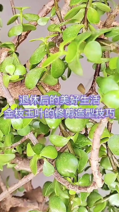 金枝玉叶怎么修剪造型，金枝玉叶100种造型视频-第4张图片-优品飞百科