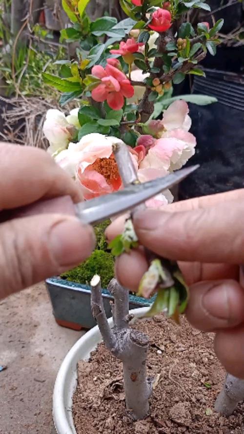 海棠怎么繁殖？海棠怎么繁殖方法？