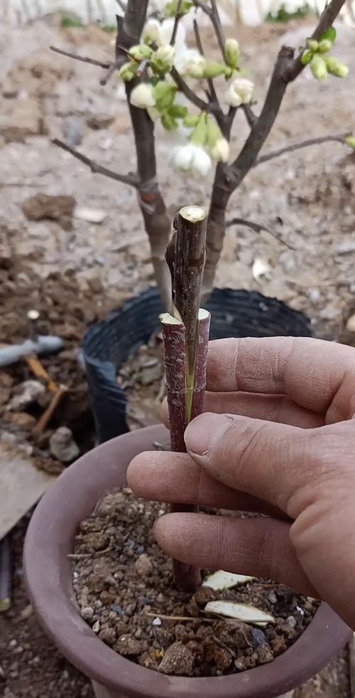 海棠怎么繁殖？海棠怎么繁殖方法？-第3张图片-优品飞百科