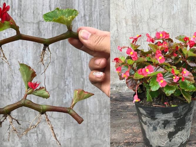 海棠怎么繁殖？海棠怎么繁殖方法？-第5张图片-优品飞百科