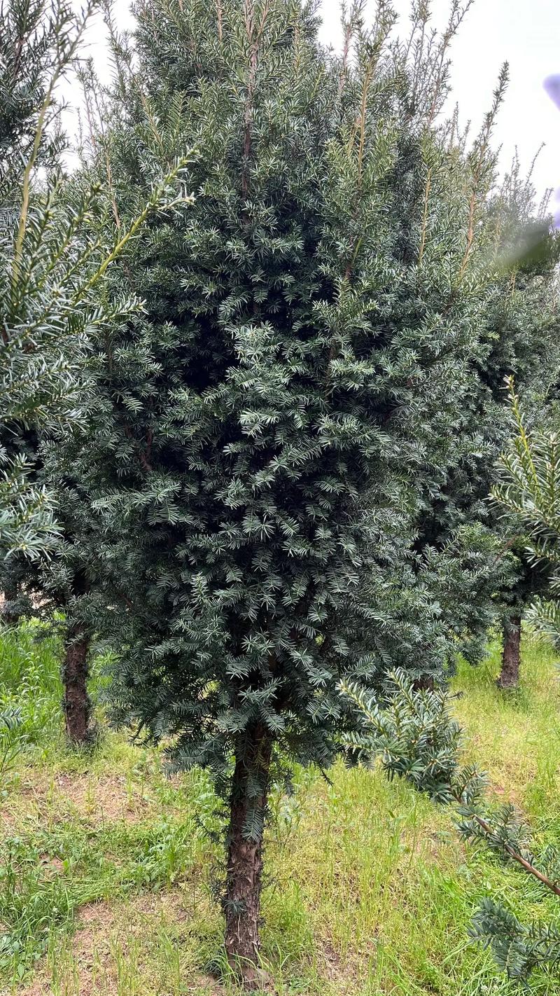 曼地亚红豆杉怎么修剪，曼地亚红豆杉怎么修剪枝条？