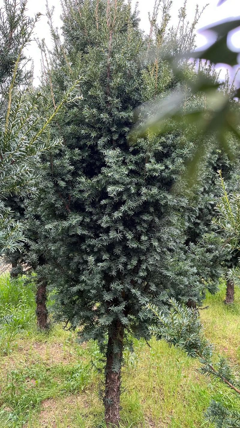 曼地亚红豆杉怎么修剪，曼地亚红豆杉怎么修剪枝条？-第2张图片-优品飞百科