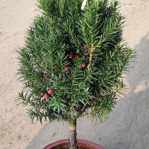 曼地亚红豆杉怎么修剪，曼地亚红豆杉怎么修剪枝条？-第3张图片-优品飞百科