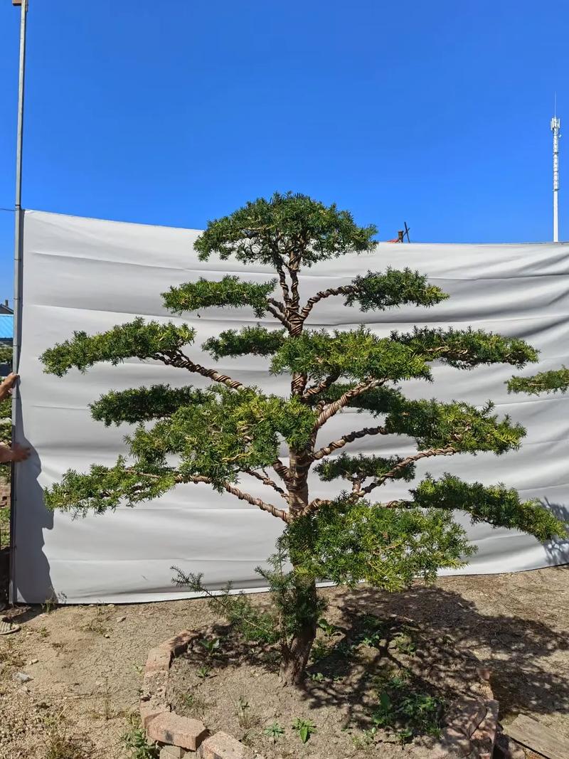 曼地亚红豆杉怎么修剪，曼地亚红豆杉怎么修剪枝条？-第5张图片-优品飞百科