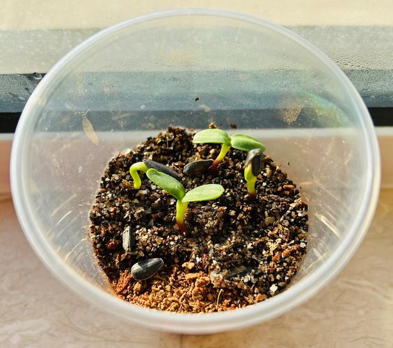 太阳花小苗可以晒太阳吗？太阳花小苗可以晒太阳吗图片？