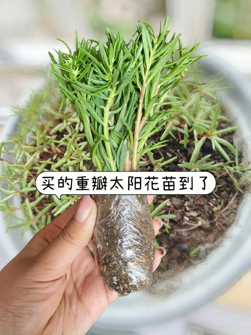 太阳花小苗可以晒太阳吗？太阳花小苗可以晒太阳吗图片？-第2张图片-优品飞百科