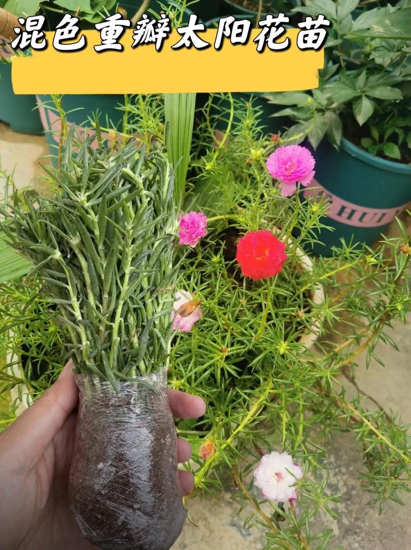 太阳花小苗可以晒太阳吗？太阳花小苗可以晒太阳吗图片？-第3张图片-优品飞百科