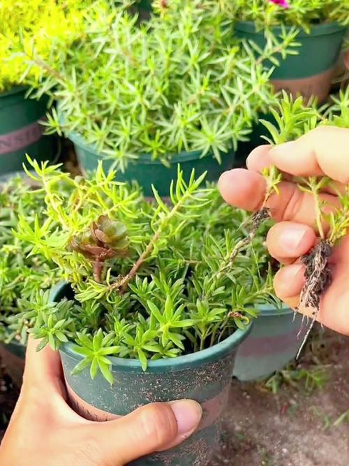 太阳花小苗可以晒太阳吗？太阳花小苗可以晒太阳吗图片？-第4张图片-优品飞百科